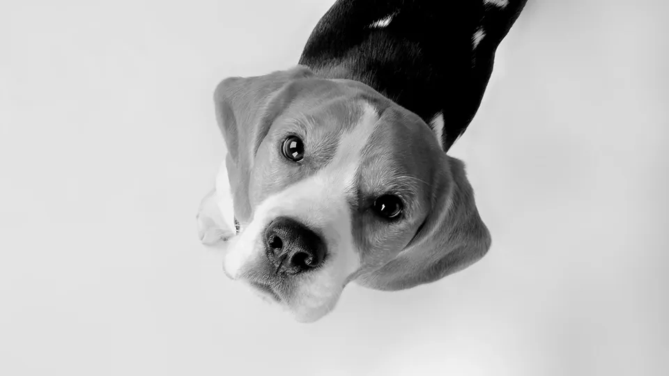 Aktuelles - Hundekauf