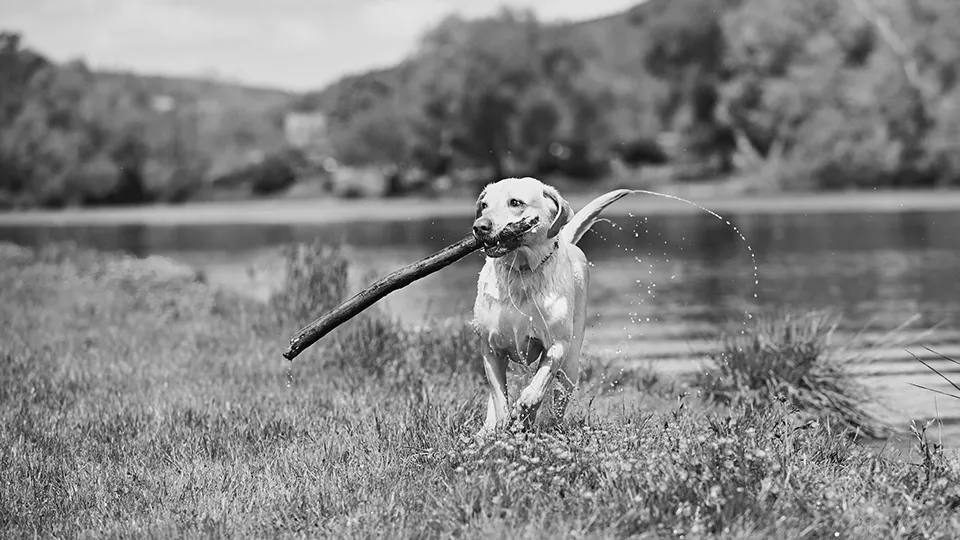 Aktuelles - Urlaub mit Hund