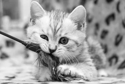 Katze