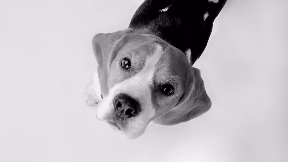 Aktuelles - Hundekauf
